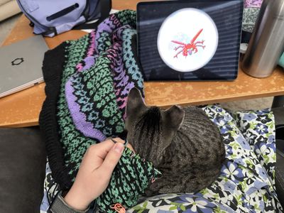 Knitting a sweater, with kitten curled under it